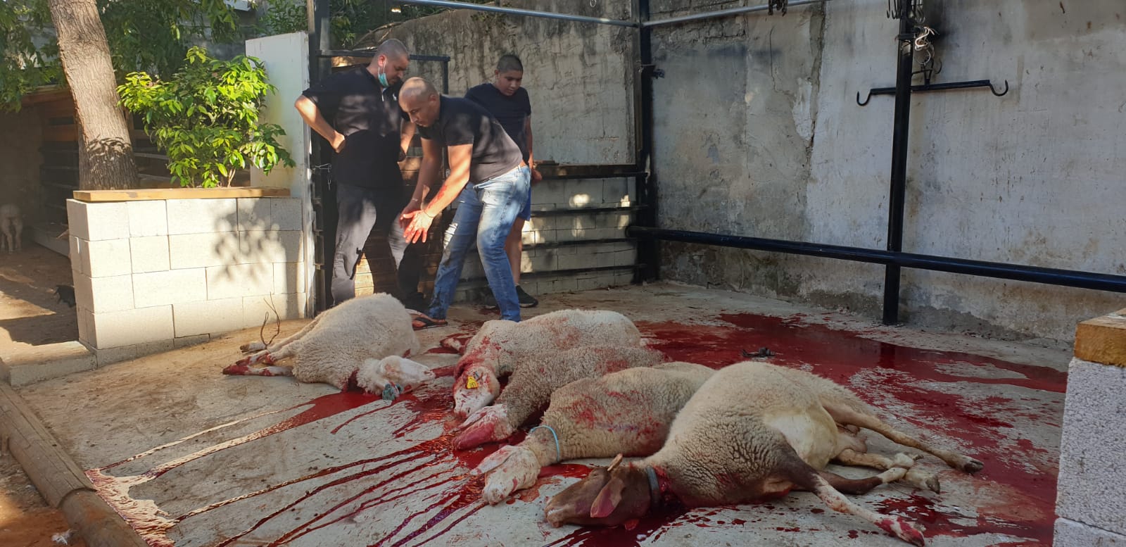 WhatsApp Image 2020-06-25 at 5.48.14 PM (1).jpeg.jpeg